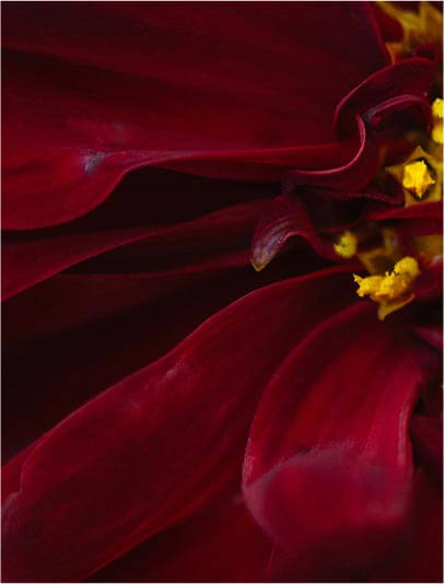 Florale ambrée