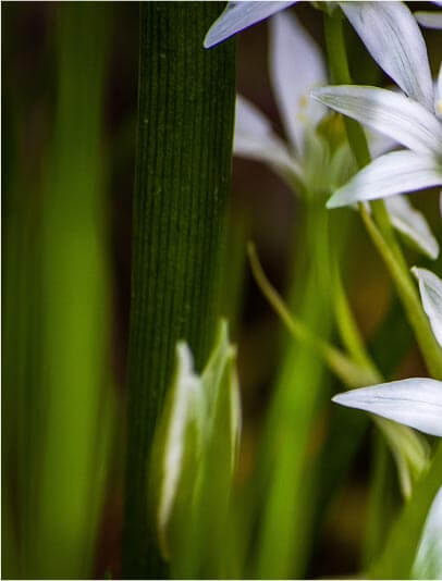 Fraîche verdure
